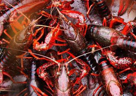 五月小龙虾池浑浊的原因