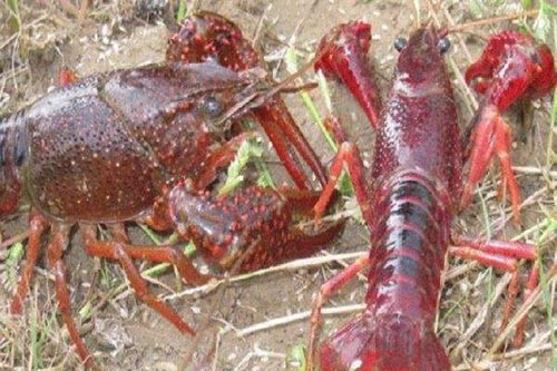 ��̬С��Ϻ����ɫ��ֳ��ʳ�·���