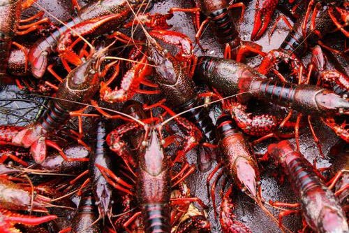 ��ֳС��ϺҪע���ļ���