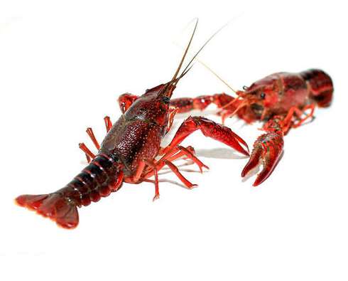 С��Ϻ��ֳ����ɫ��������̬��ֳ����̽��