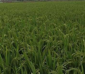 �о�ˮ����ֲ�Ĺؼ�����