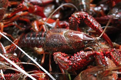 С��Ϻ��ֳ�������ۺ�Ӱ����������Щ