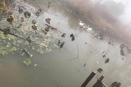 未来土鸭土鹅业将朝着这几个方向发展 未来土鸭土鹅业将朝着这几个方向发展