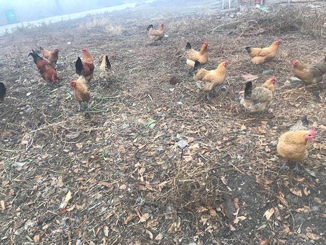 ������Ӫ����ֵ