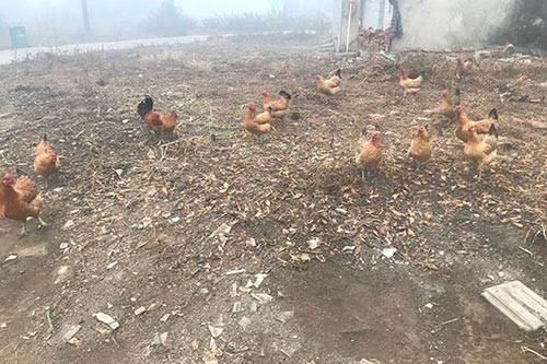 ���·���������ι���