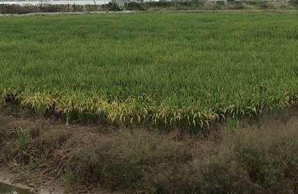 ��ֲһĶˮ����Ҫ���ٳɱ�