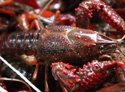 С��Ϻ����ֳ�ɹ��Ĺؼ�