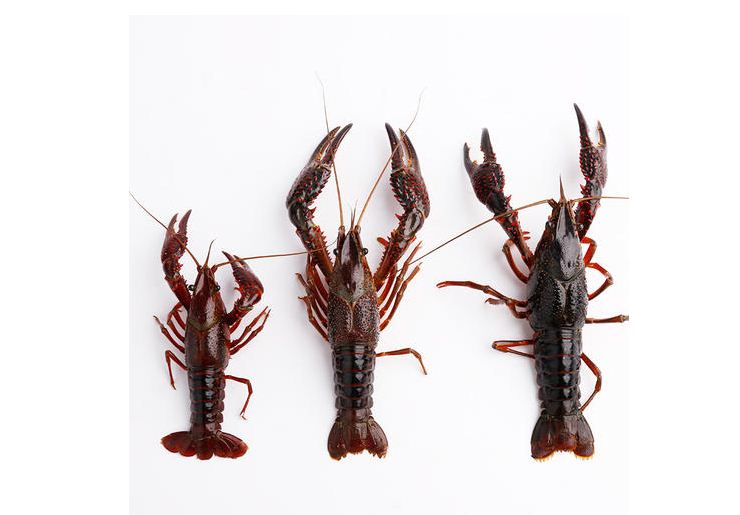 ��Ϻ���������͹���