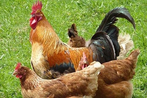 ������ֳ�������������������?