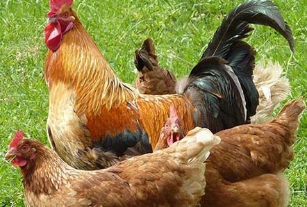 ũ���˶����õ�ũ��������ֳ����