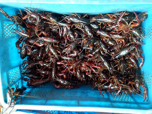 ԭ��̬����Ϻ