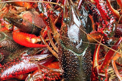 ԭ��̬С��Ϻ