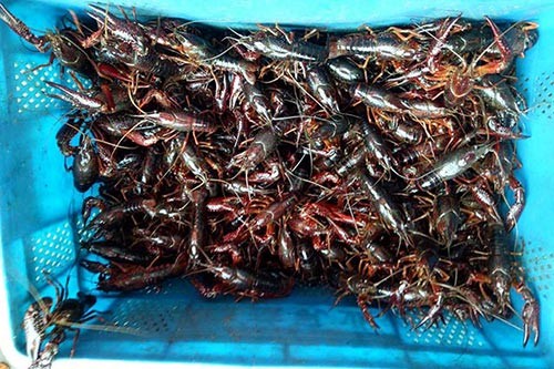 ԭ��̬����Ϻ