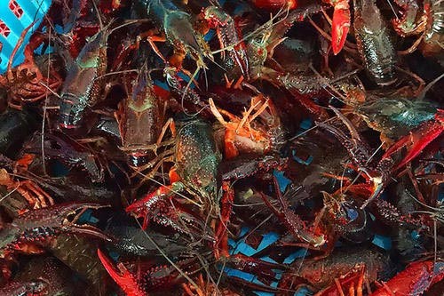 С��Ϻ��̬��ֳ