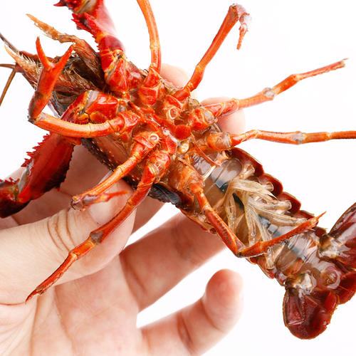 原生态小龙虾 原生态小龙虾