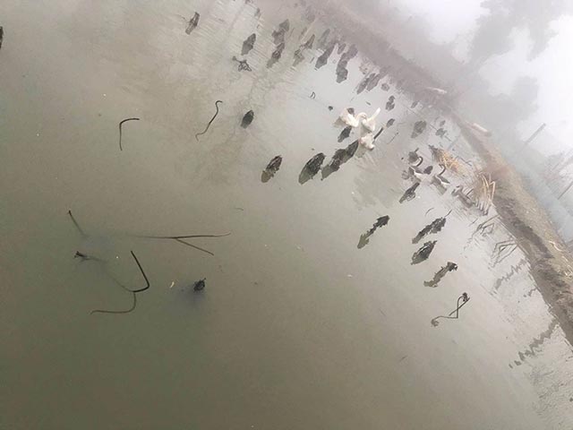 土鸭土鹅 土鸭土鹅