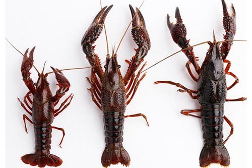 ԭ��̬С��Ϻ