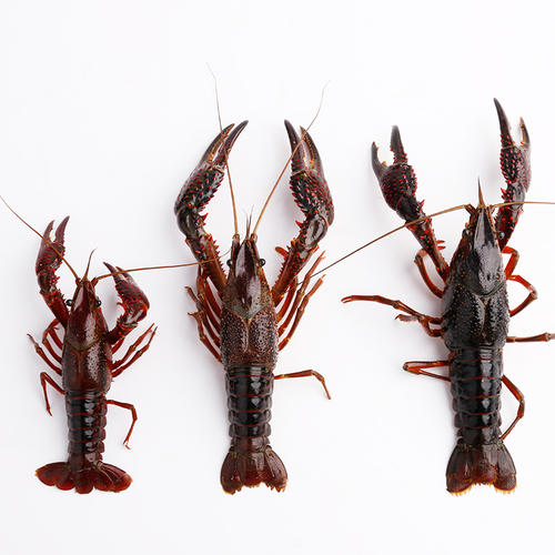 ԭ��̬С��Ϻ