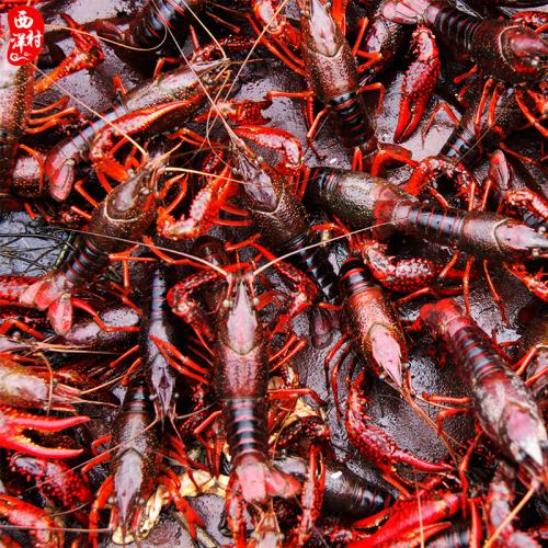 ԭ��̬С��Ϻ