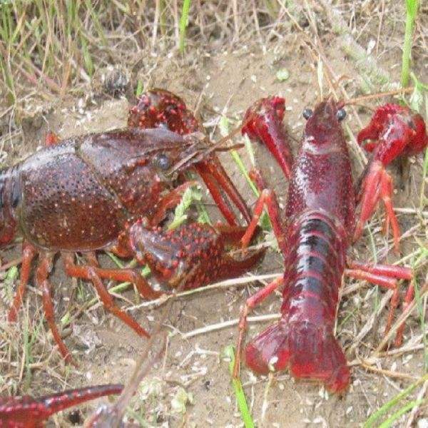 ԭ��̬����Ϻ