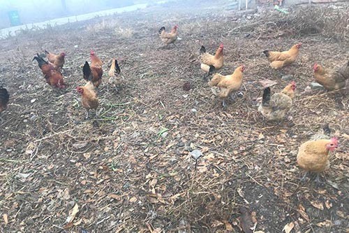 ũ������