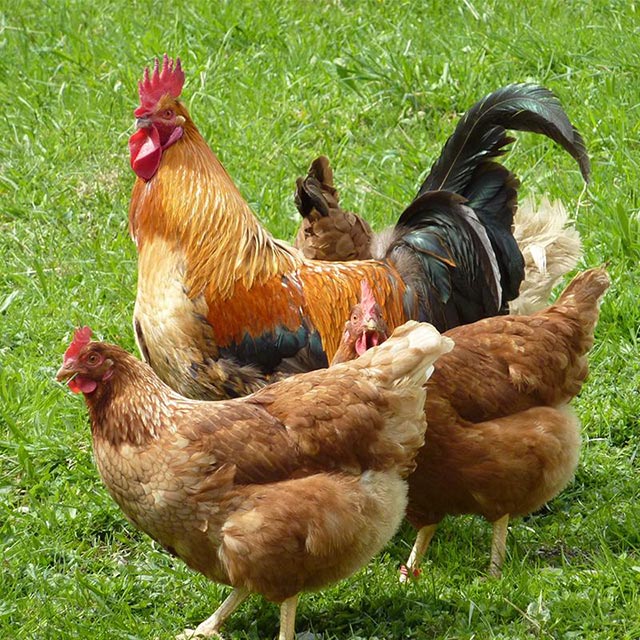 ũ������