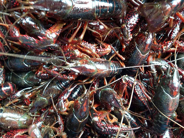 ԭ��̬����Ϻ