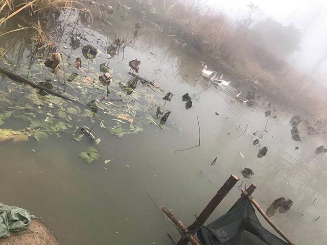 土鸭土鹅 土鸭土鹅