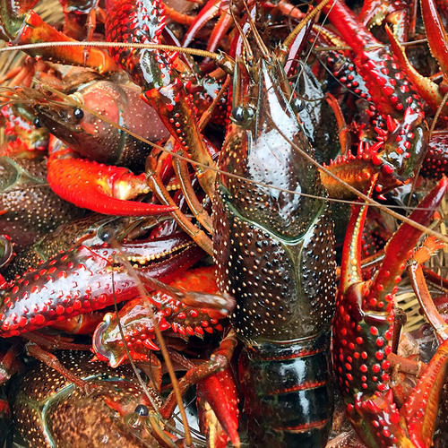 原生态小龙虾 原生态小龙虾